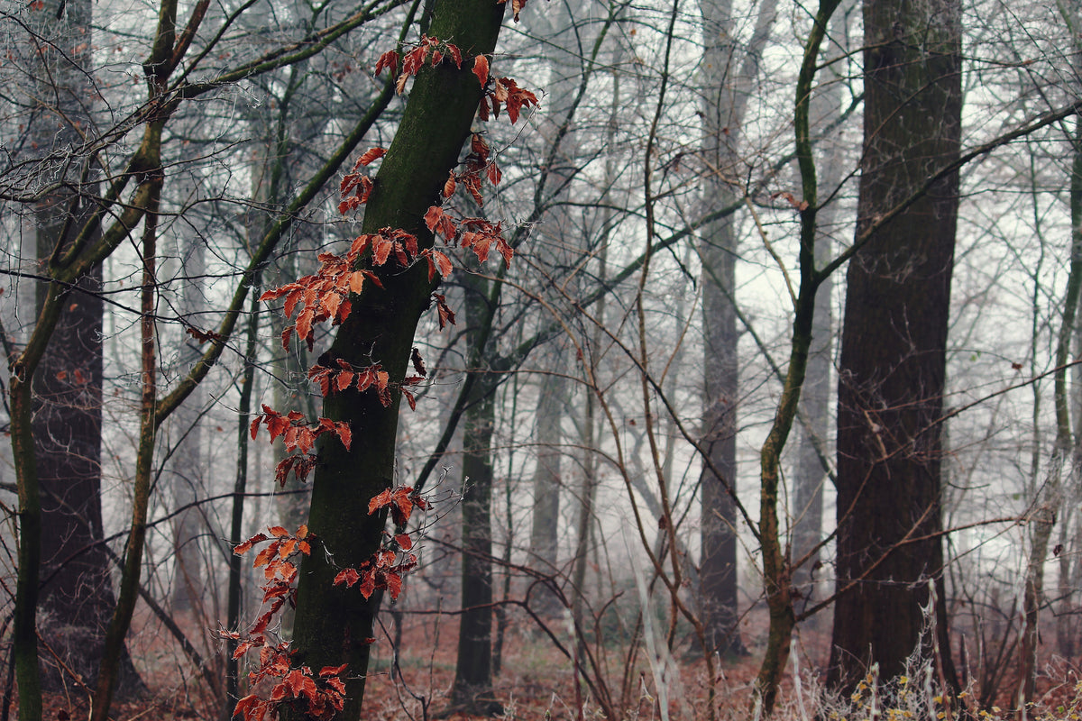 acrylic-print-autumn-winter
