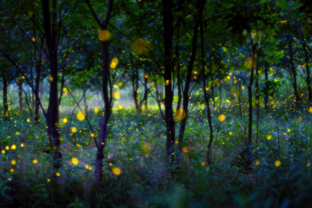 framedcanvas-print-magic-fireflies-x