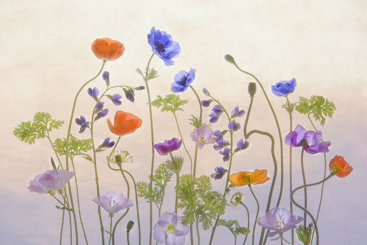 poster-print-poppy-a-anemone-x
