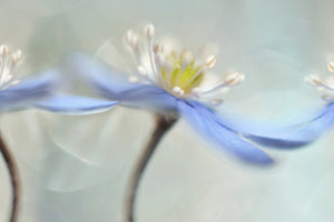 aluminium-print-dancing-anemones