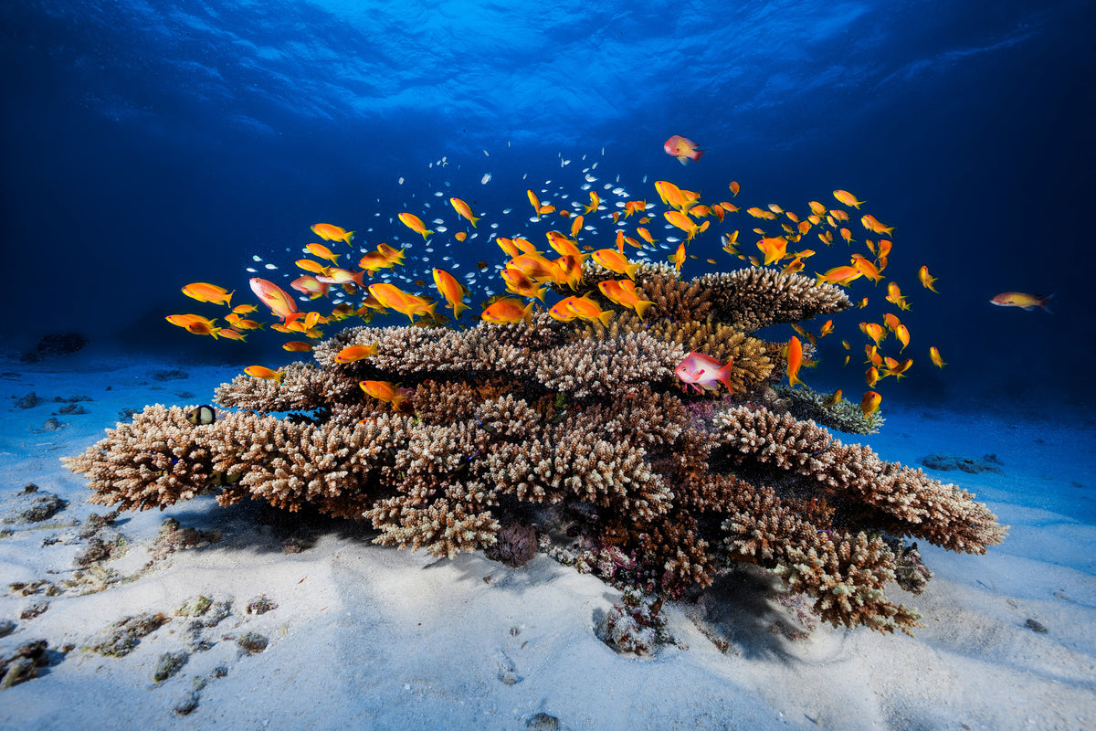 3-piece-canvas-print-marine-life