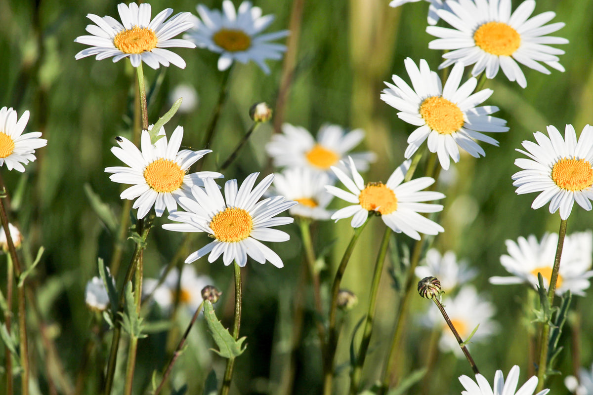 framedposter-print-xl-daisies