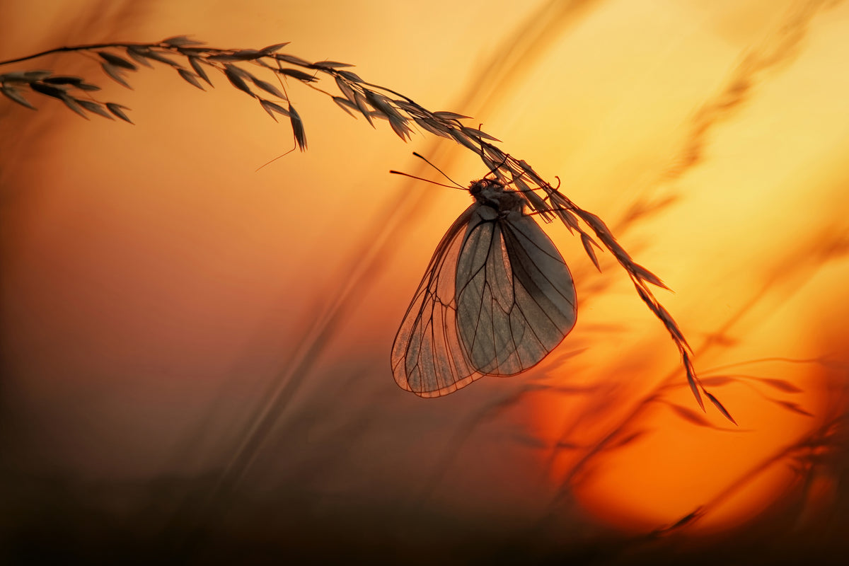 acrylic-print-good-night