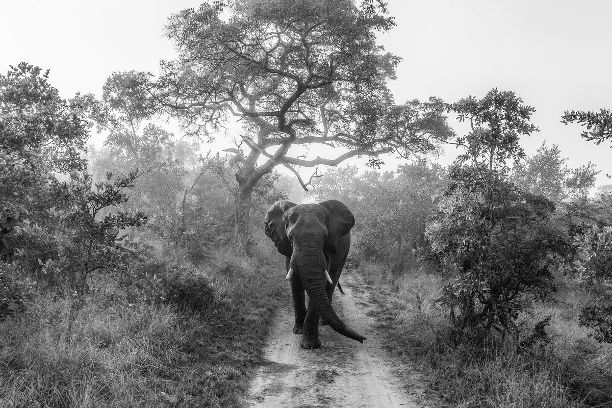 canvas-print-walking-giant-x