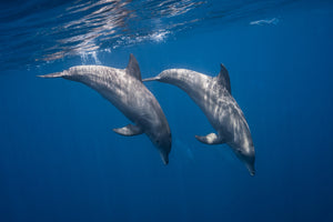 framedcanvas-print-two-bottlenose-dolphins