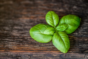 framedposter-print-basil-leaf-in-xxl