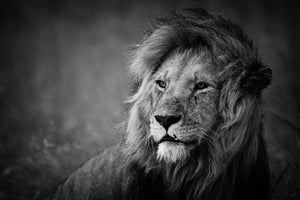 acrylic-print-regal-x