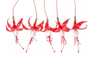 acrylic-print-fuchsia-x