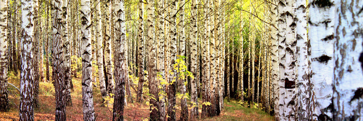 panoramic-3-piece-acrylic-print-the-path-between-birches-panorama