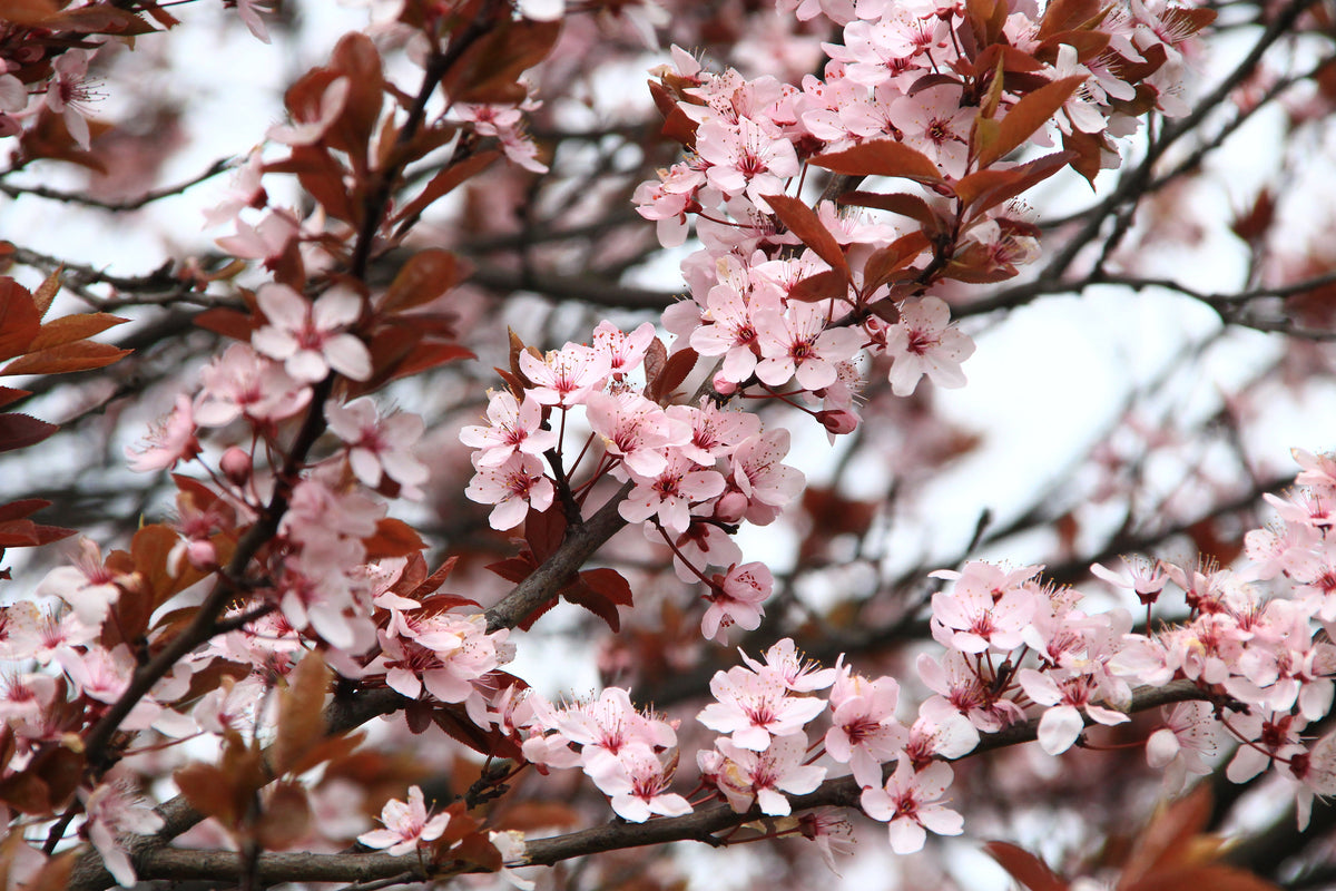 framedcanvas-print-spring-is-here