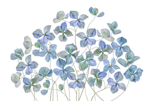 framedcanvas-print-hydrangea-xmy