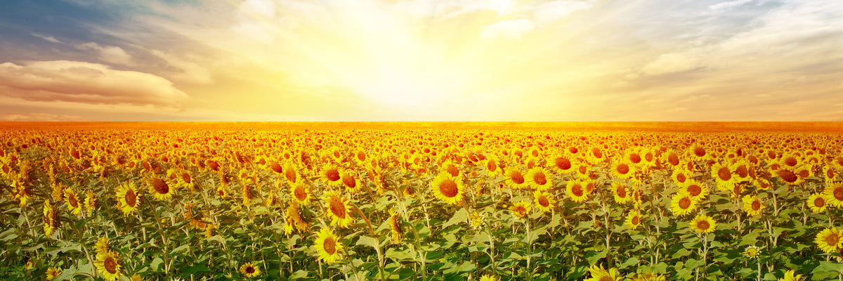 panoramic-3-piece-acrylic-print-a-field-full-of-sunflowers-panorama