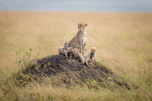 canvas-print-regal-protector
