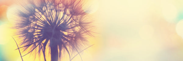 panoramic-poster-print-the-dandelion-in-the-light-panorama