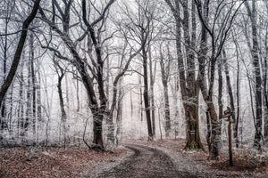 framedcanvas-print-wintry-forest