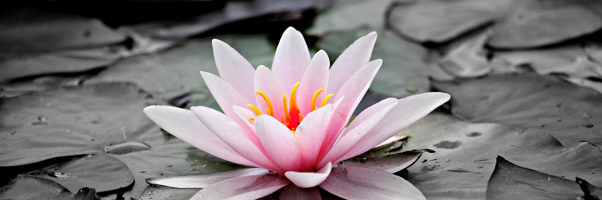 panoramic-acrylic-print-the-art-of-water-lily-panorama