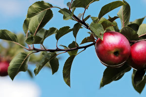 3-piece-canvas-print-apple-on-the-tree