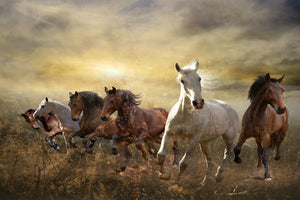 acrylic-print-wild-wild-horses