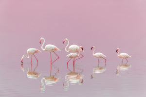framedposter-print-flamingos-xyo