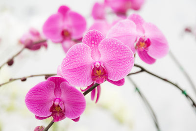 poster-print-the-symbol-of-orchid