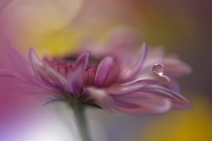 acrylic-print-beyond-words