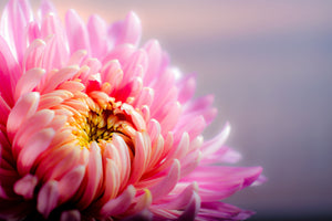 framedcanvas-print-macro-chrysanthemum