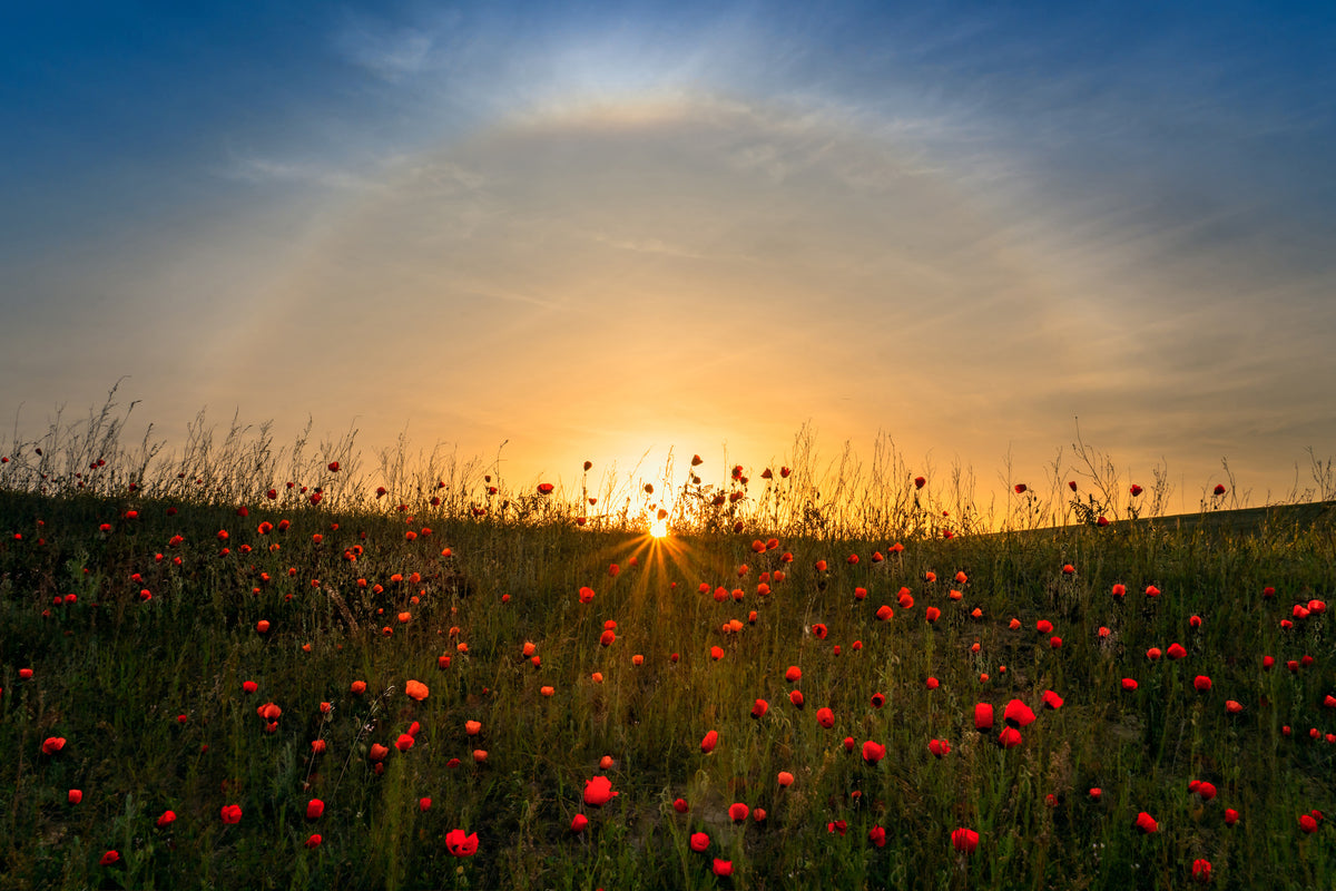 3-piece-acrylic-print-red-poppies-and-sunrise