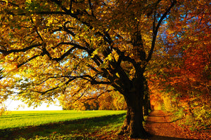 framedcanvas-print-trees-in-the-autumn