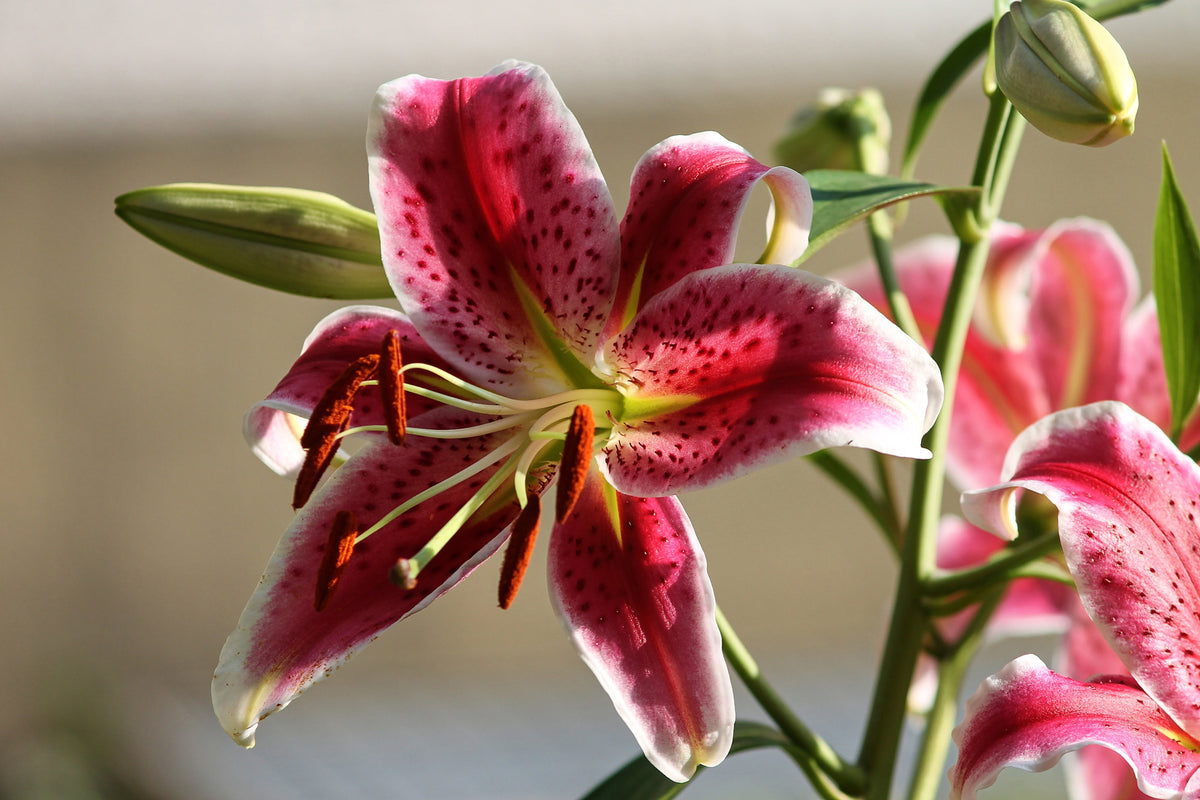framedcanvas-print-close-up-lily-in-red