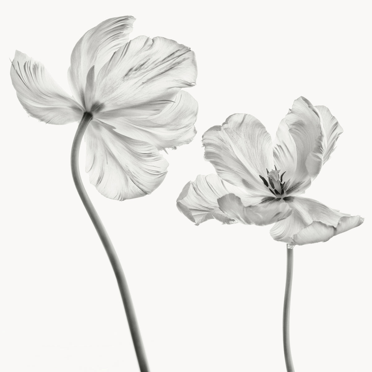 9-piece-canvas-print-same-tulip-front-and-backview