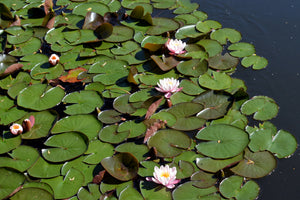 aluminium-print-white-water-lilies-in-the-pond
