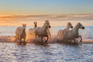 acrylic-print-camargue-horses-ii-x