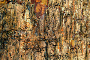 poster-print-bark-x