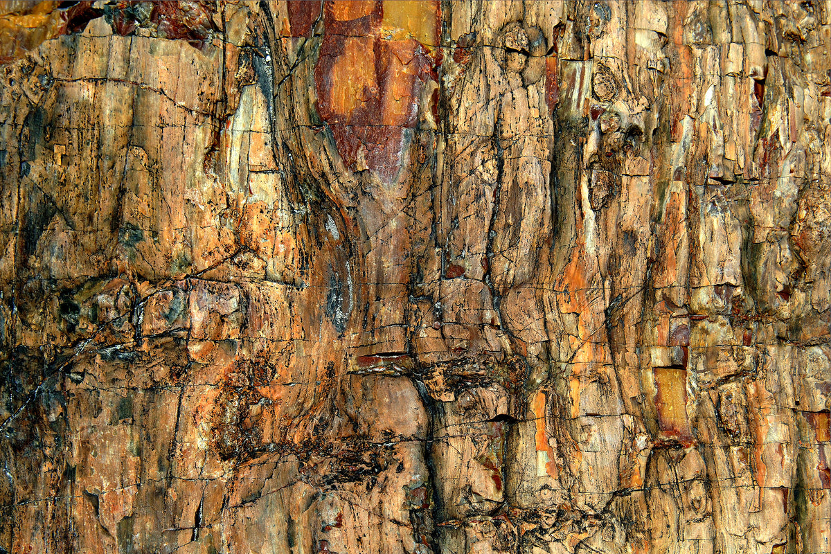 poster-print-bark-x