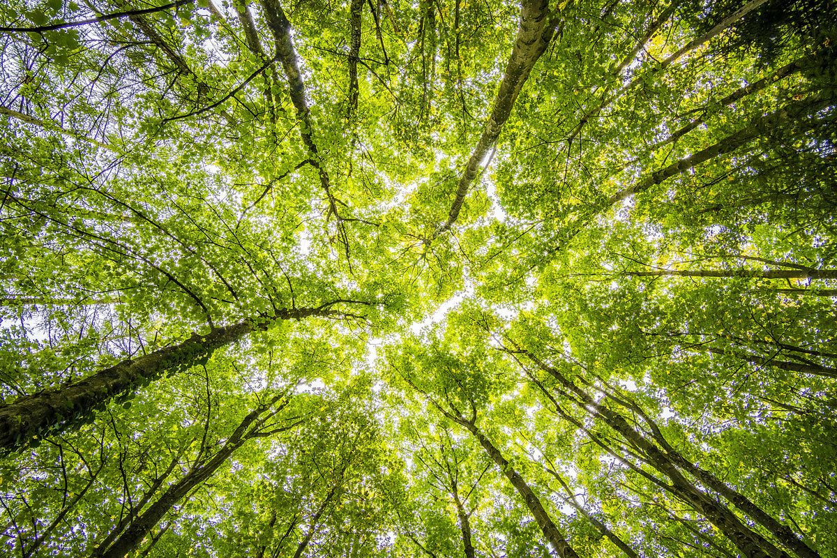 poster-print-under-the-treetops