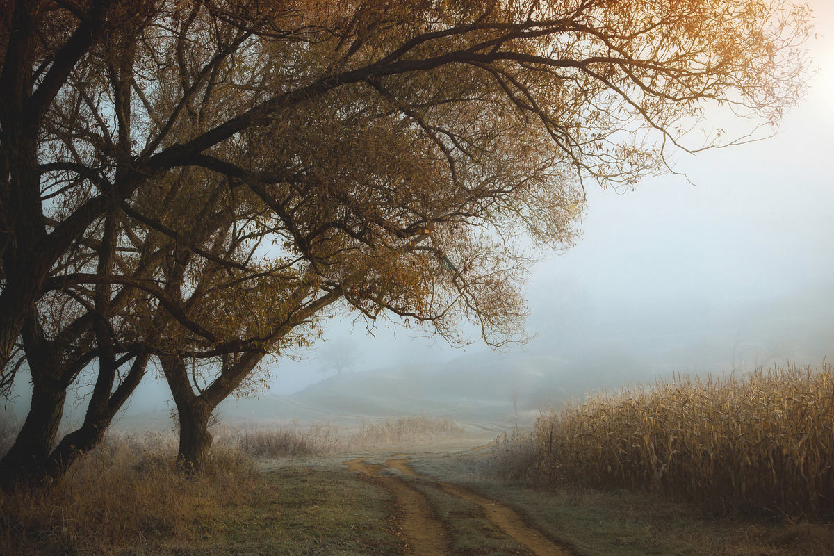 acrylic-print-october-morning-x