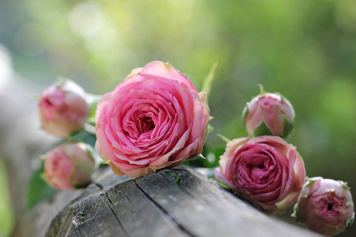 aluminium-print-bush-roses
