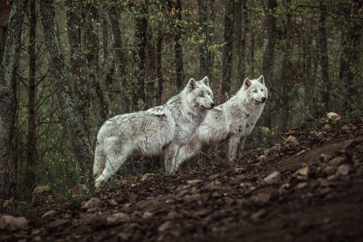 poster-print-meeting-with-white-wolves-x