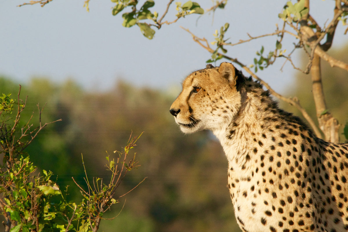 3-piece-acrylic-print-cheetah-in-nature