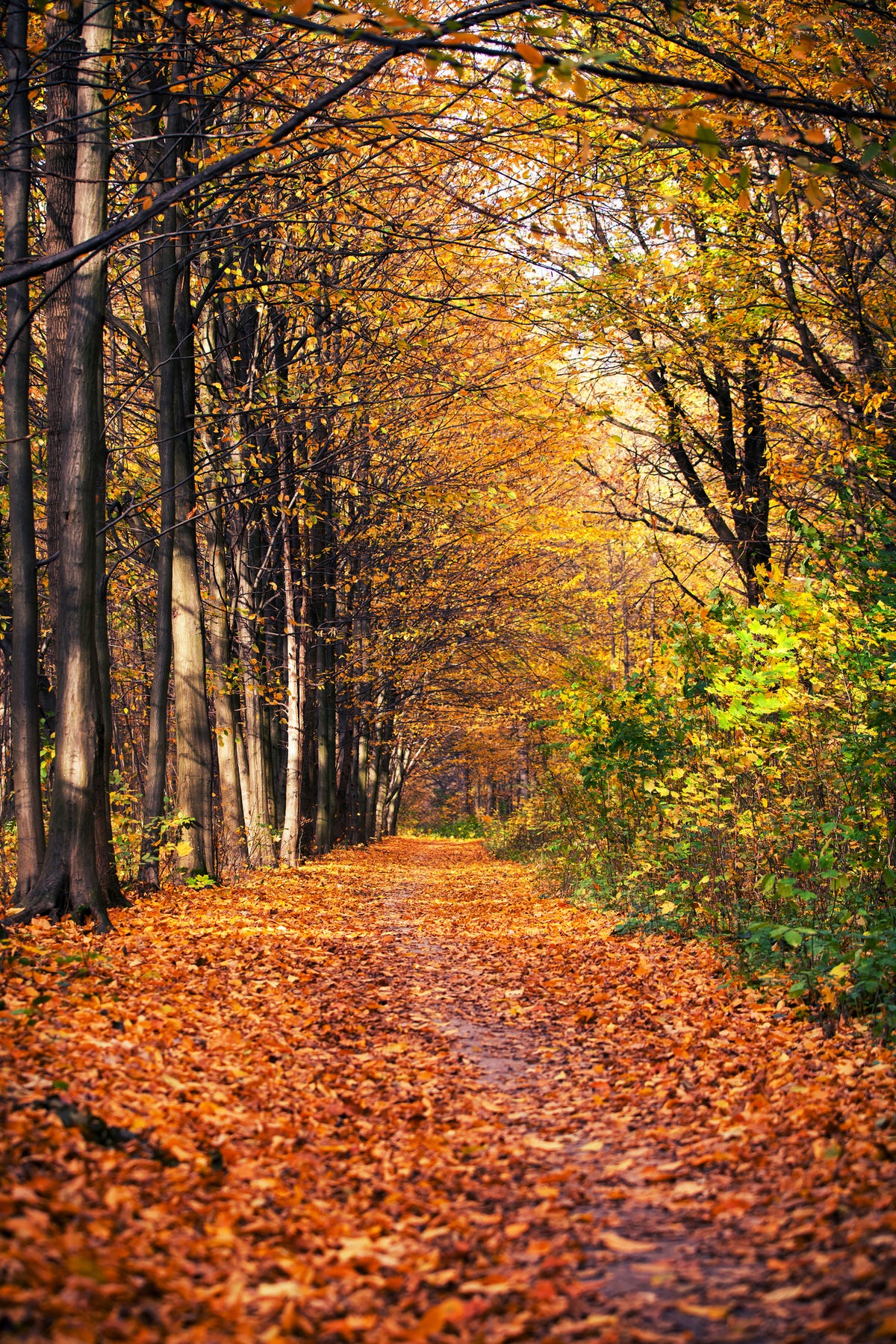 acrylic-print-deciduous-forest-in-autumn-light
