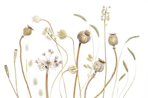 canvas-print-pods-x