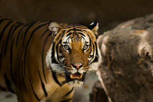 3-piece-aluminium-print-sibirian-tiger