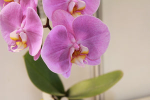3-piece-aluminium-print-orchids-with-purple-flowers-in-xl