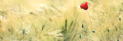 panoramic-poster-print-a-poppy-panorama