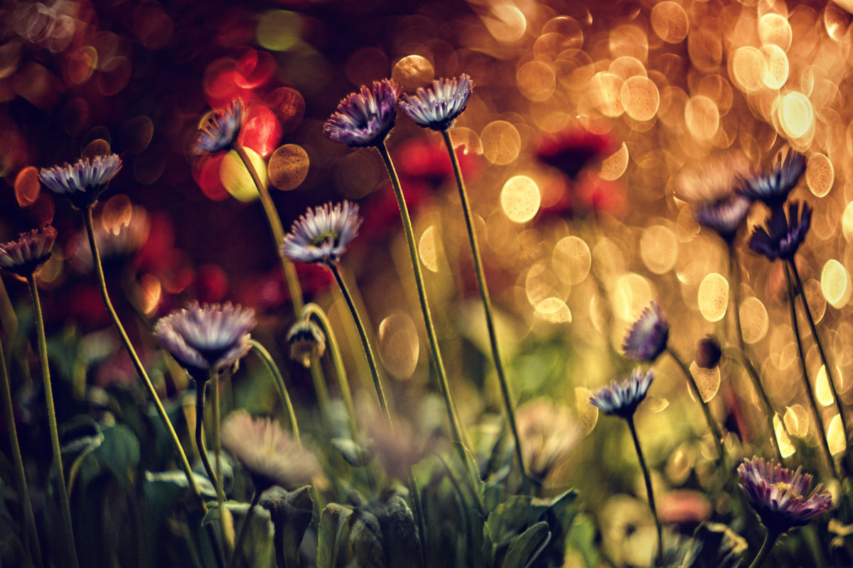 aluminium-print-summer-flowers