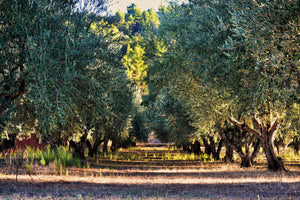framedcanvas-print-magnificent-olive-trees