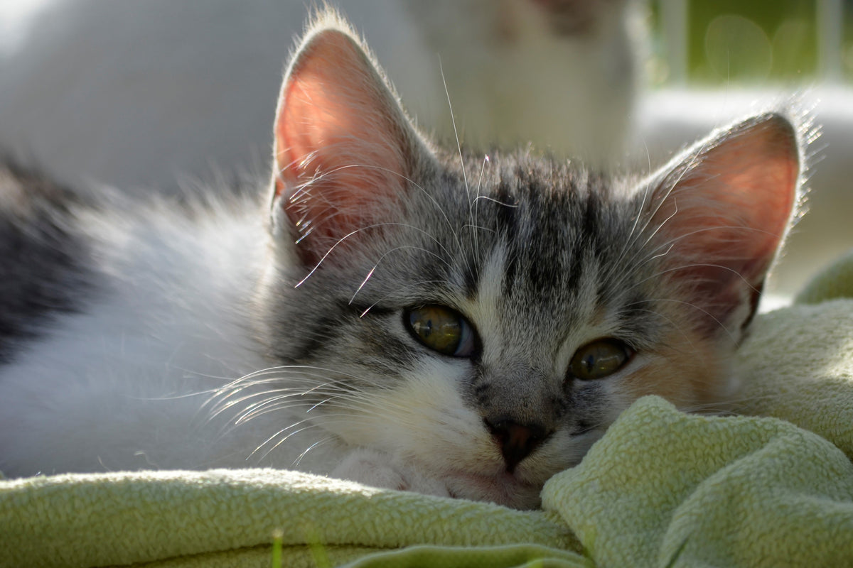 framedcanvas-print-in-love-with-kitten