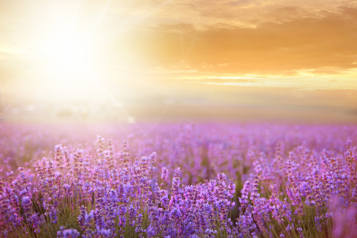 modern-3-piece-canvas-print-sunset-in-lavender-field