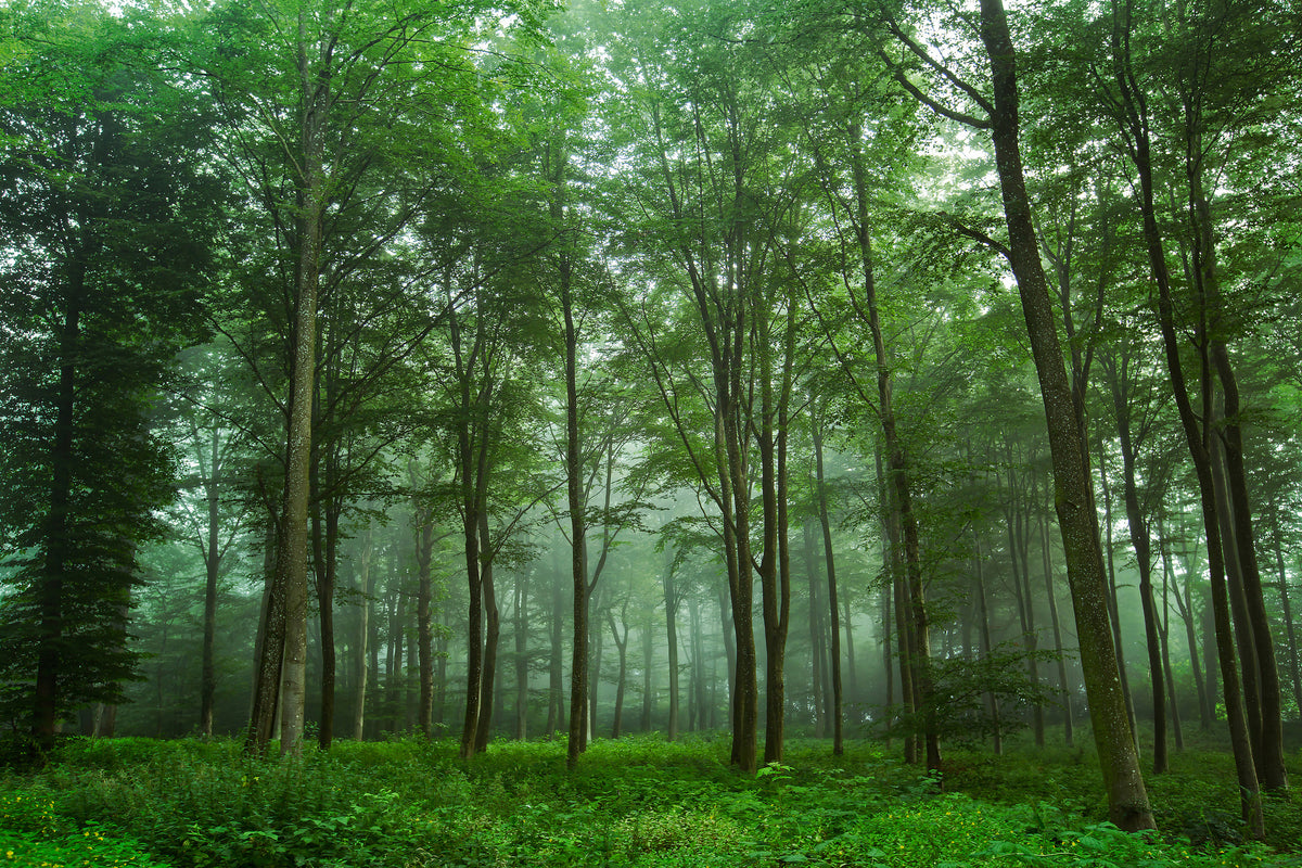 aluminium-print-forest-view-x