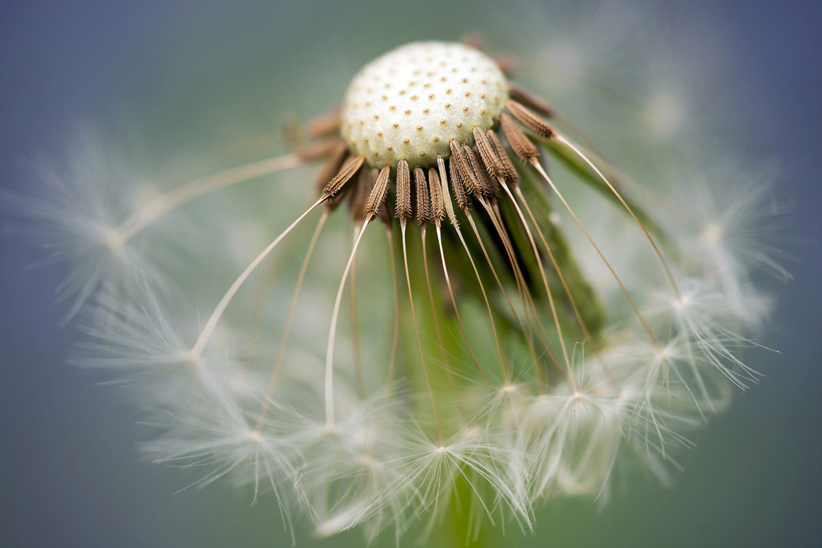 modern-3-piece-canvas-print-dandelion-close-up